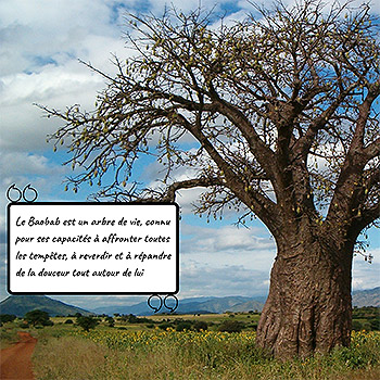 Le baobab est un arbre de vie connu pour ses capacités à affronter toutes les tempêtes, à reverdir et à répandre de la douceur autour de lui.